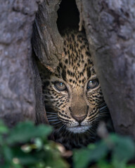 a leopard cub hiding in a tree hollow, serengeti national park
