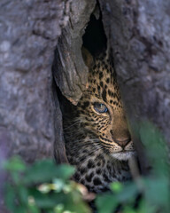 a leopard cub hiding in a tree hollow, serengeti national park