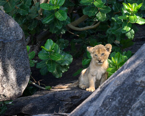 lion cubs on famous central serengeti rock formation