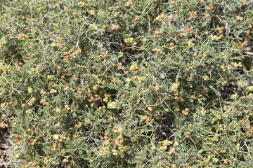 berries of sarcopoterium spinosum (prickly burnet)
