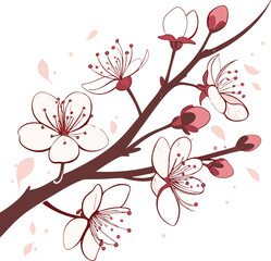 cherry blossom branch