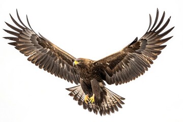 Obraz premium Majestic flying eagle with outstretched wings on a white background