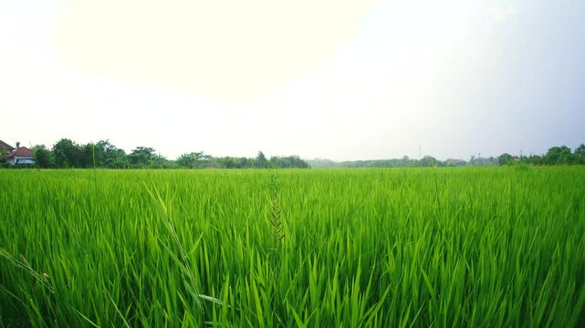 Day time rice field