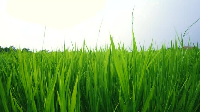 Day time rice field