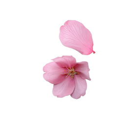 Pink Sakura Flower Petal Isolated on a Transparent Background