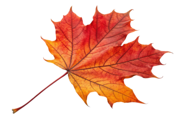 Vibrant autumn maple leaf with orange and red hues.