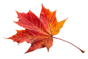 Obraz premium Vibrant autumn maple leaf with orange and red hues.