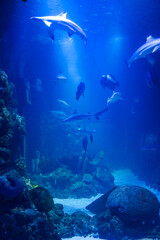 Sea turtle swimming gracefully in a large aquarium tank, surrounded by coral reefs and various fish species in deep blue water