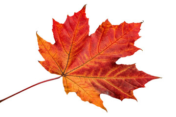 Obraz premium Vibrant autumn maple leaf with orange and red hues.