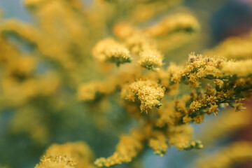 Close-up of a blooming goldenrod plant with tiny yellow flowers on green stems. Soft natural background in green and blue tones with beautiful bokeh, evoking a calm late summer or autumn mood
