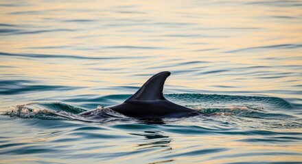 Fototapeta premium Dolphin fin emerging from calm ocean waters during sunset