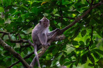 Balinese long tailed monkey or Macaca Fascicularis can be seen resting on a tree branch in Monkey forest