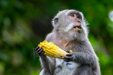 Balinese long tailed monkey or Macaca Fascicularis can be seen holding and eating a corn on the cob...
