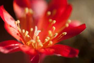 Rebutia minuscula cactus flower close up shot