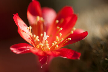 Rebutia minuscula cactus flower close up shot