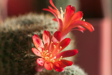 Rebutia minuscula cactus flower close up shot