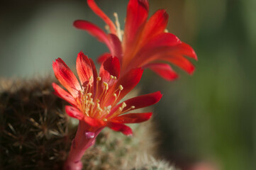 Rebutia minuscula cactus flower close up shot