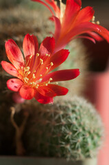 Rebutia minuscula cactus flower close up shot