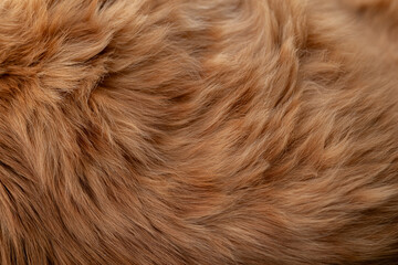 ふわふわな猫の毛並み　茶トラ猫	