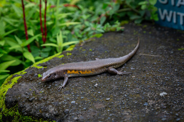 Bali skink or Eutropis multifasciata balinensis can be seen resting on a rock on the outskirts of a rice terrace in Bali