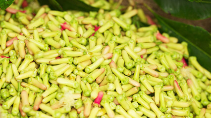 Close-up fresh clove buds ripe green and red slow-motion, harvesting