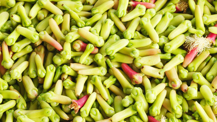 Fresh clove buds, harvest