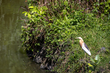 Chinese Pond Heron (Ardeola bacchus) can be seen perched on a river bank