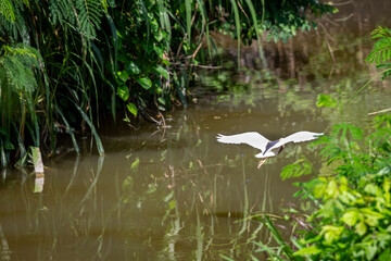 Chinese Pond Heron (Ardeola bacchus) can be seen flying low over a small stream in Bali