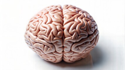 Human Brain.