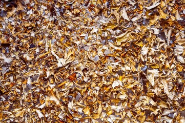 A blanket of golden chanterelle mushrooms creates a rich tapestry of textures and autumn hues.