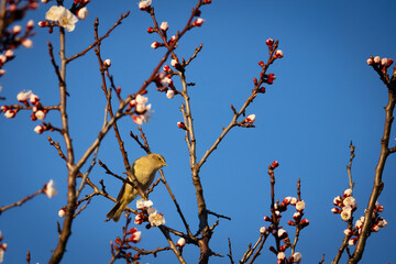 A common chiffchaff sits on the blooming branch and looks toward the camera lens on a sunny spring evening with a blue sky background. 