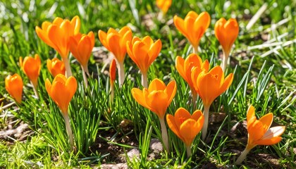 Bright orange crocus flowers bloom on a green meadow under bright sunlight. The coming of spring.
