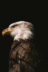 american bald eagle