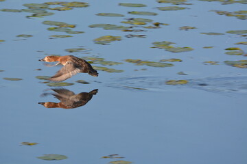Canard siffleur prenant son envol sur l'étang des landes.