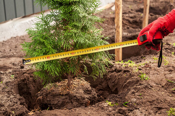 A person measures a small coniferous tree with a tape measure before planting in the garden.