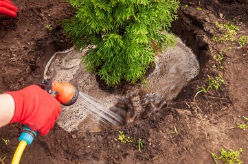 A gardener is watering a newly planted thuja tree, helping it establish in its new home.