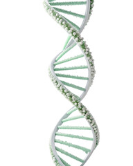 dna helix on white background