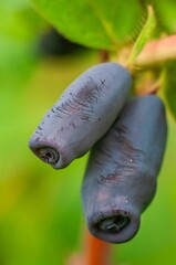 Close-up of two elongated dark blue honeysuckle berries hanging from a branch in natural light.