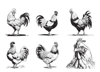 six roosters standing draw, black and white eps © sowaibur