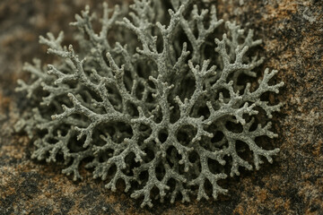 Macro View of Fruticose Lichen Growing on Rocky Surface

