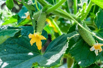 A young cucumber with a vibrant yellow flower is growing in the vegetable garden, a close-up shot.
