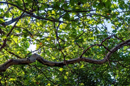 Looking up at the vibrant green leaves and distinctive bark of a beautiful sycamore tree. - Powered by Adobe