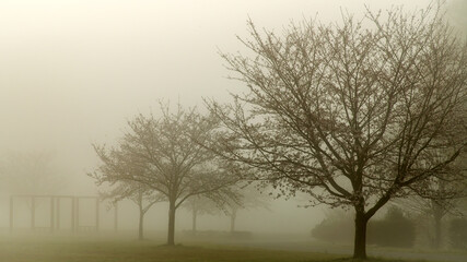 霧に包まれた早朝の幻想的な静寂の桜並木