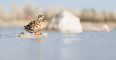 A wild duck stands on a stone sunken in the water.