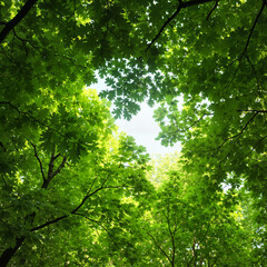 Fototapeta premium Lush green leaves framing a bright sky 