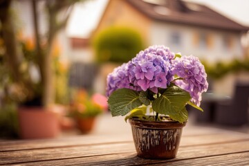 a purple hydrangea in a flower pot on a wooden table, with a blurred background