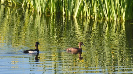 Canards nageant sur l'étang avec reflets,