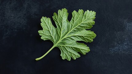 fresh spinach leaves