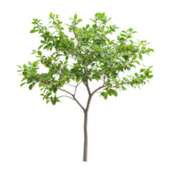 Obraz premium Green-leafed tree stands out against a bright Transparent background in natural light, tree with green leaves on a