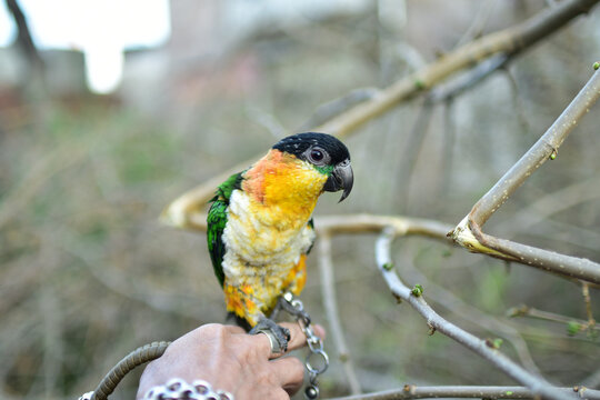 Parrot caique named Bro